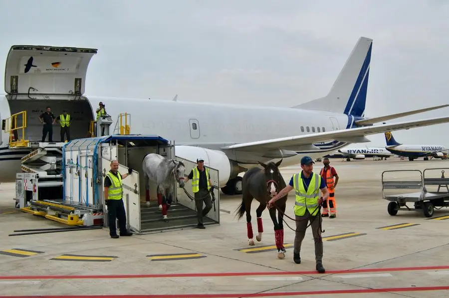 L'arrivo dei cavalli all'aeroporto di Elmas (foto concessa)