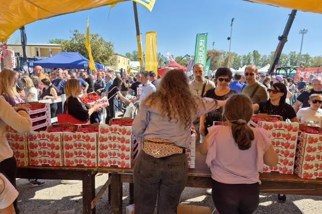 La vendita delle fragole (Foto Sara Pinna)
