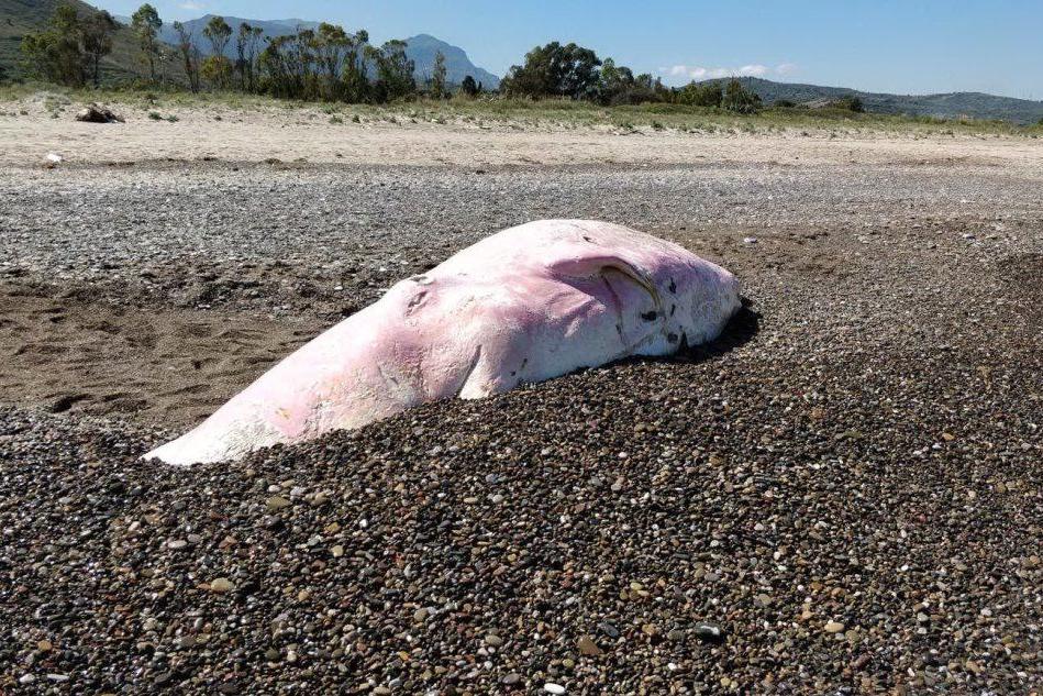 Cucciolo di capodoglio spiaggiato in Sicilia: &quot;Tanta plastica nello stomaco&quot;