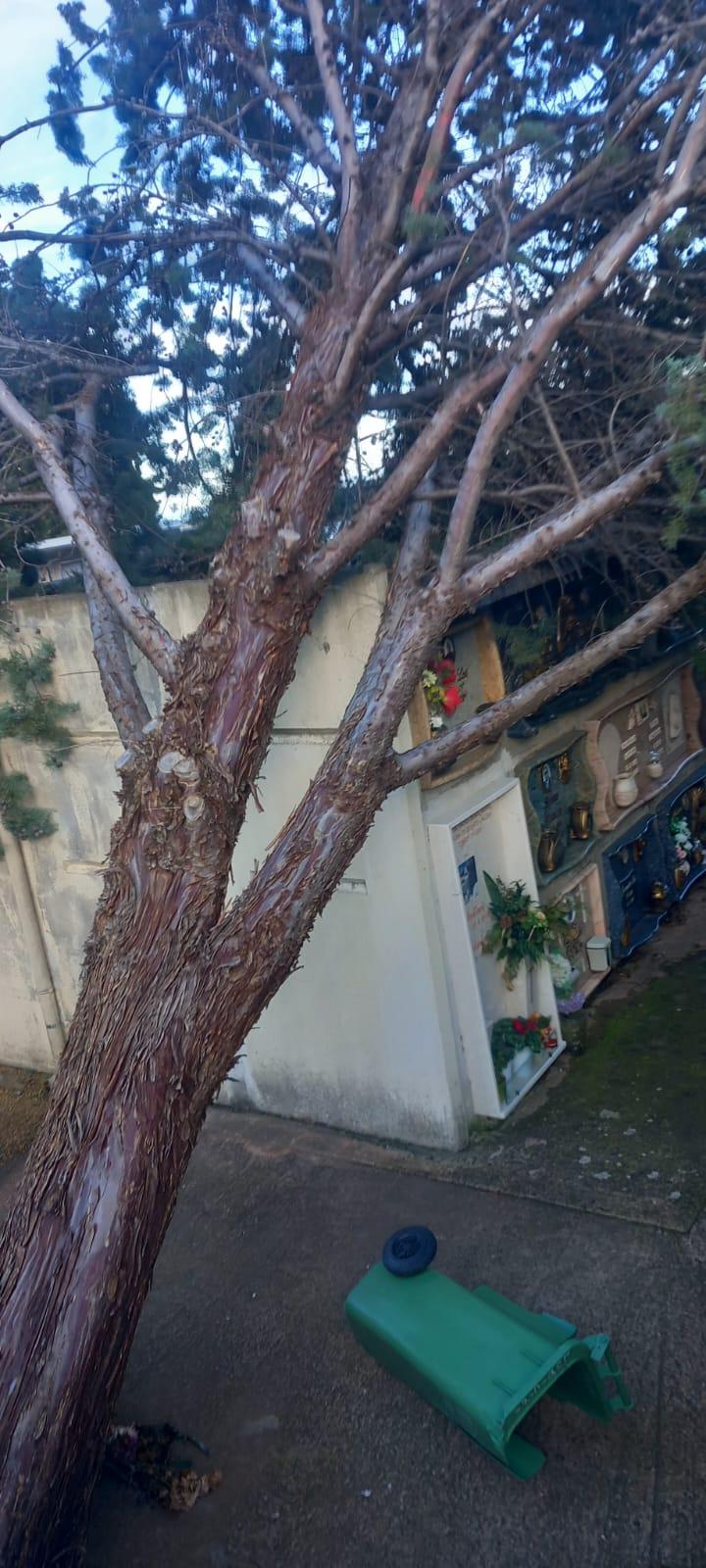 Ilbono, cipresso crolla sui loculi: chiuso il cimitero