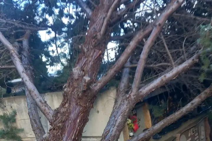 Il cipresso caduto nel cimitero di Ilbono