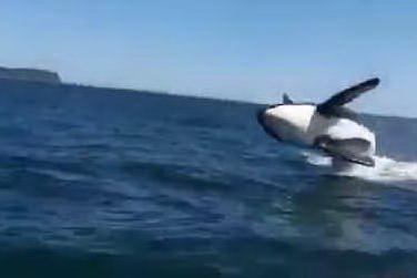 L'orca salta fuori dall'acqua: la barca dei turisti viene sfiorata dal predatore
