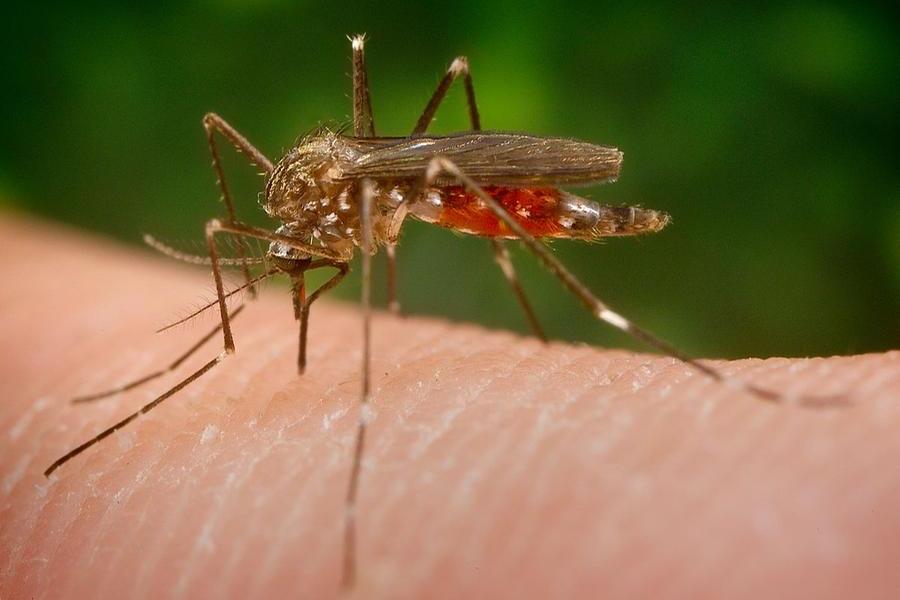 La zanzara giapponese (foto wikimedia)