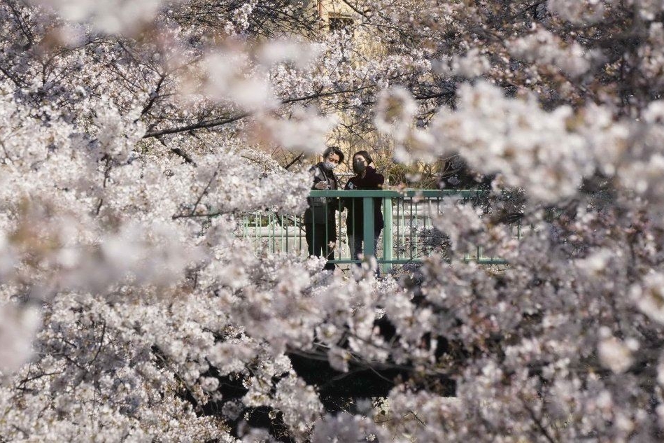 In Giappone è iniziata la fioritura dei ciliegi