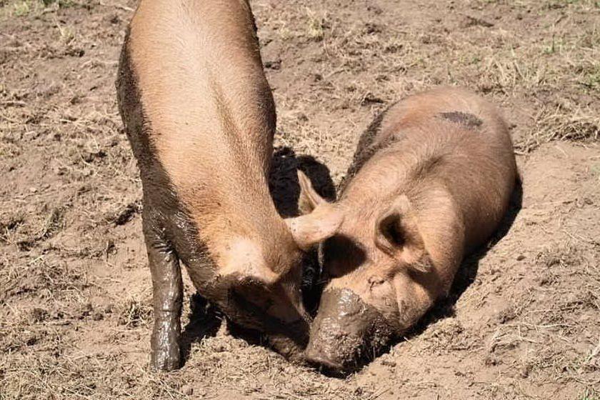 Peste suina: decine di maiali abbattuti a Baunei