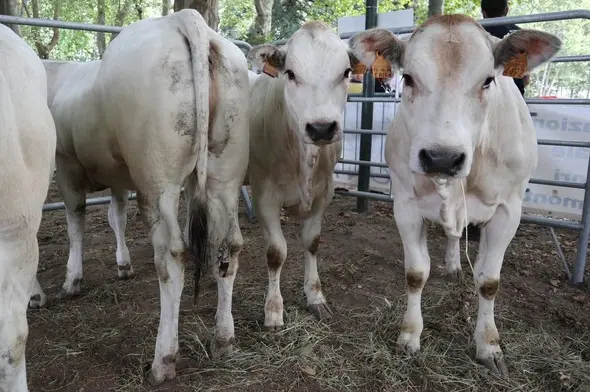 Allarme per la dermatite nodulare contagiosa tra i bovini della Sardegna