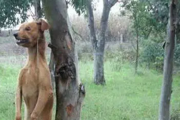 Uno dei cani impiccati