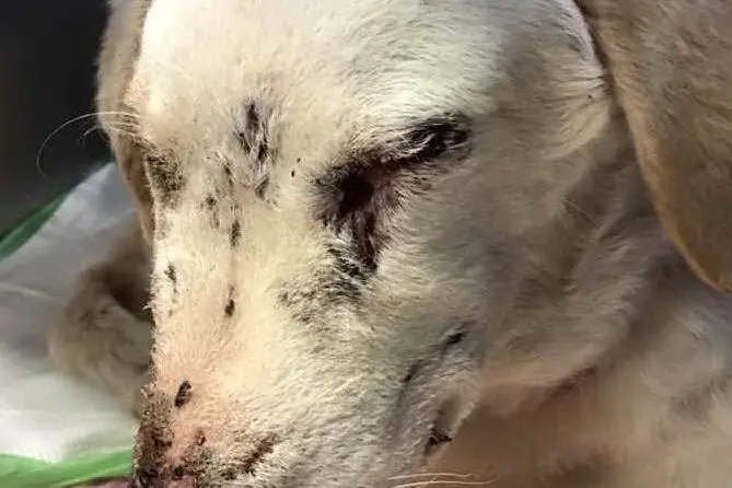 La cagnolina Rosa (foto clinica Duemari)