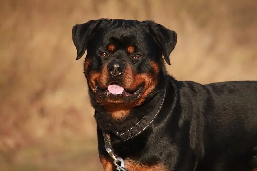 Un rottweiler (foto Pixabay)