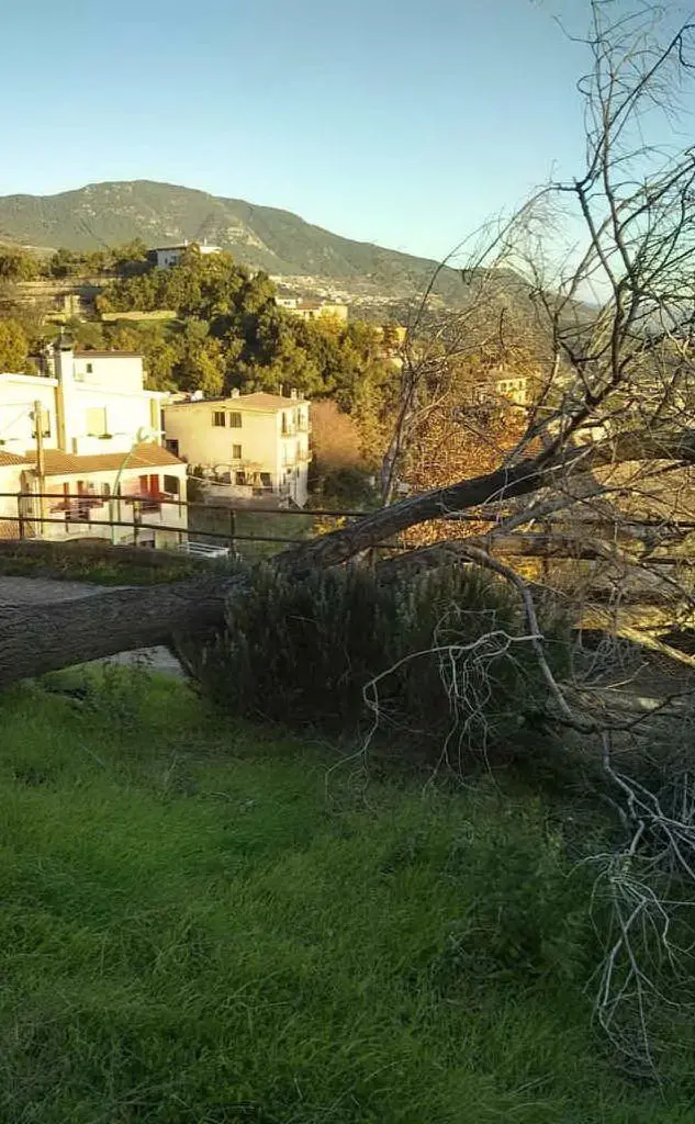 Un albero sradicato a Lanusei (foto Giovanna Falchetto)