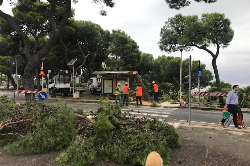 Operai al lavoro per il taglio dei pini in viale Buoncammino (L'Unione Sarda)