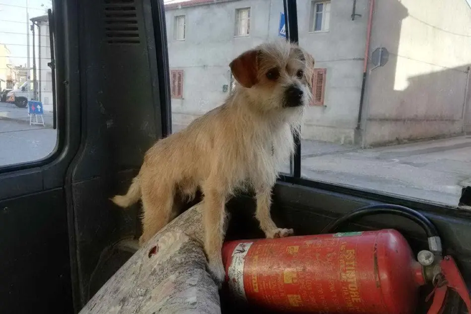 Il cagnolino (foto Carola Onnis)