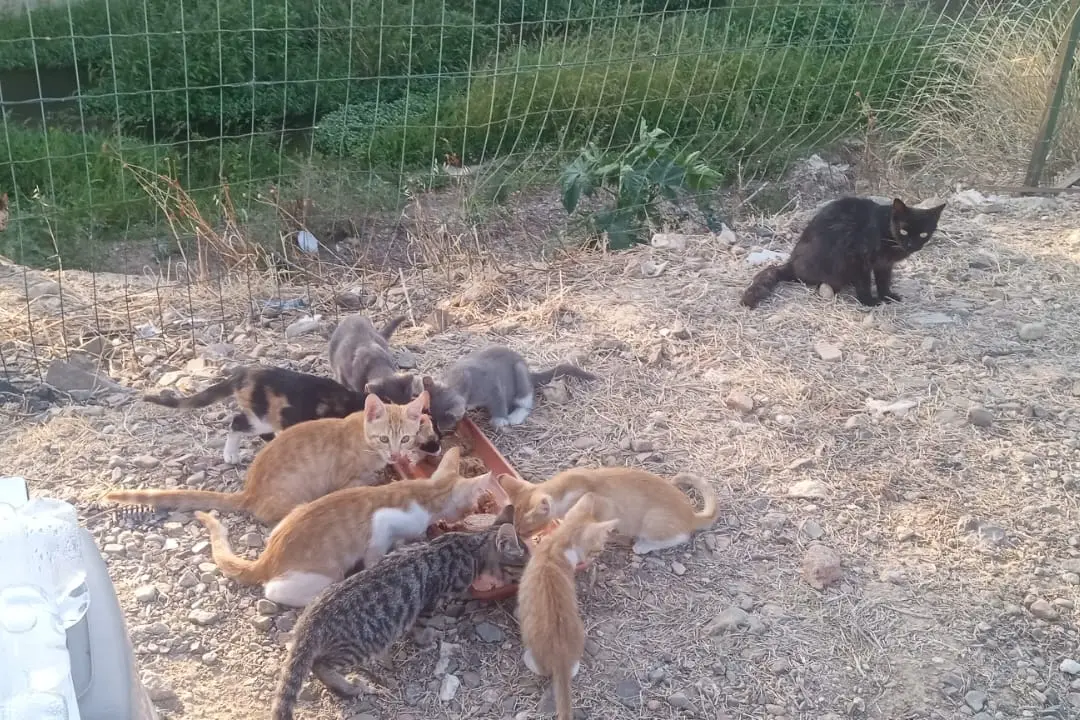 Quartucciu, la colonia felina (foto Melis)