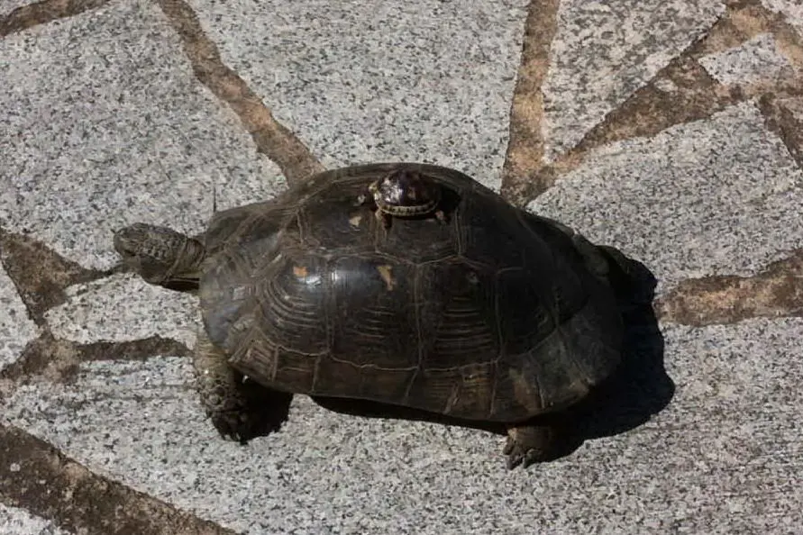 TARTARUGHE IN LIBERTà