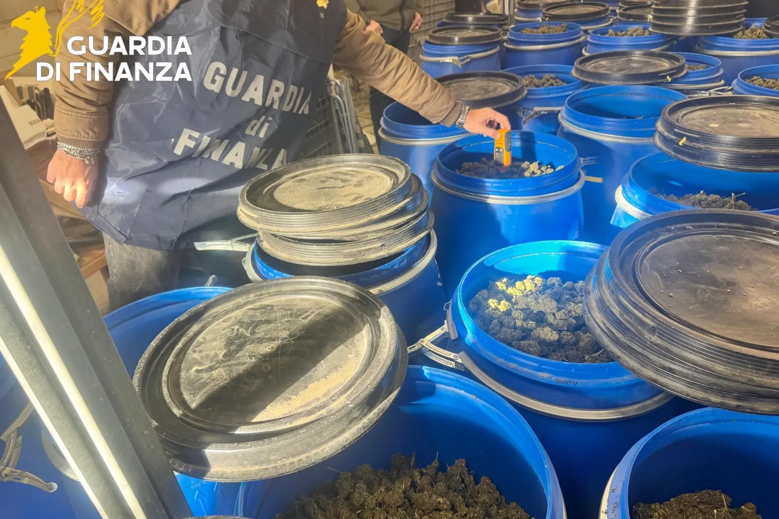 La droga sequestrata dall'azienda agricola di Imperia