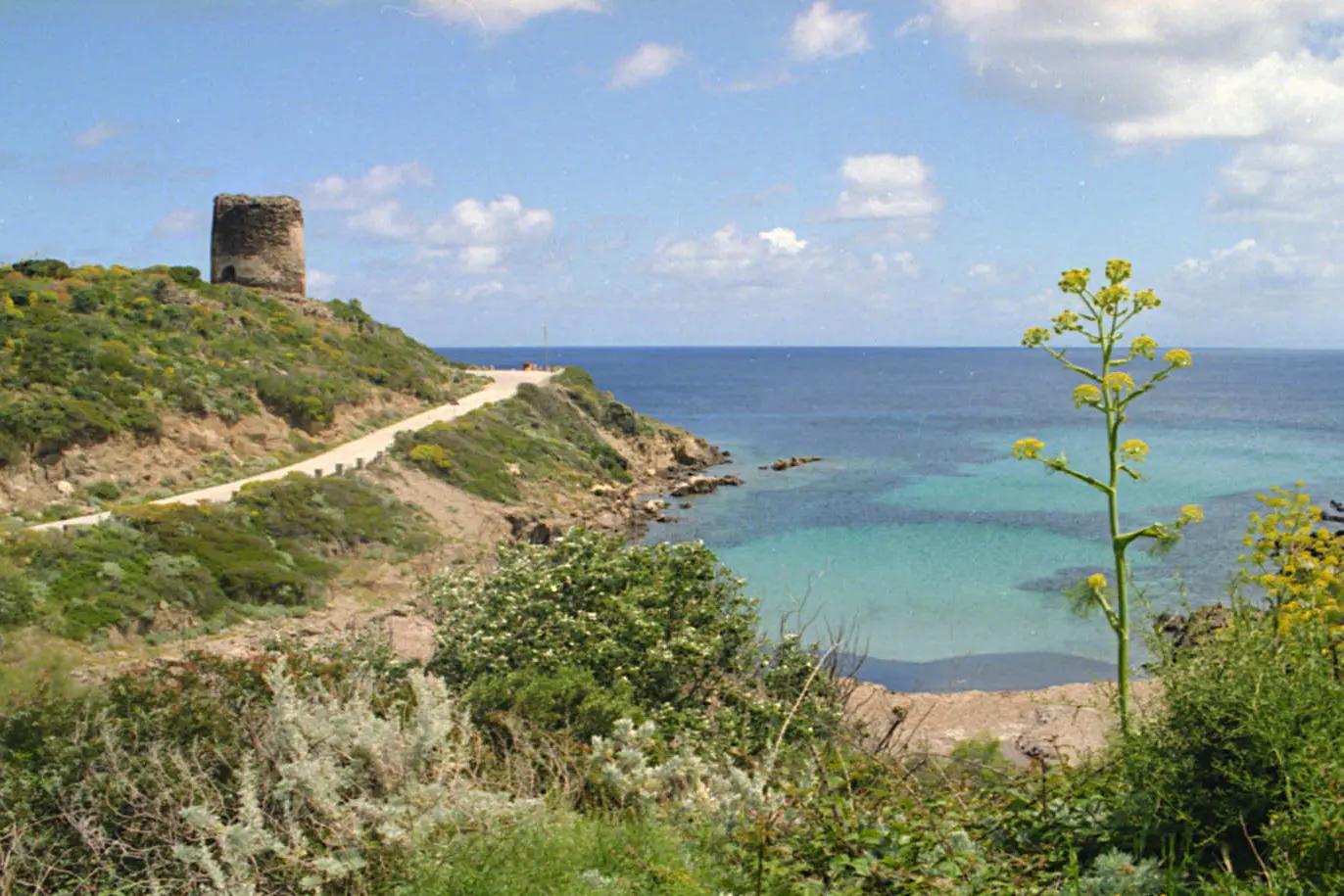 L'isola dell'Asinara (Archivio)