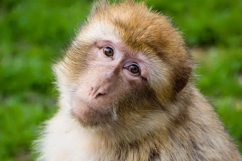 Un macaco