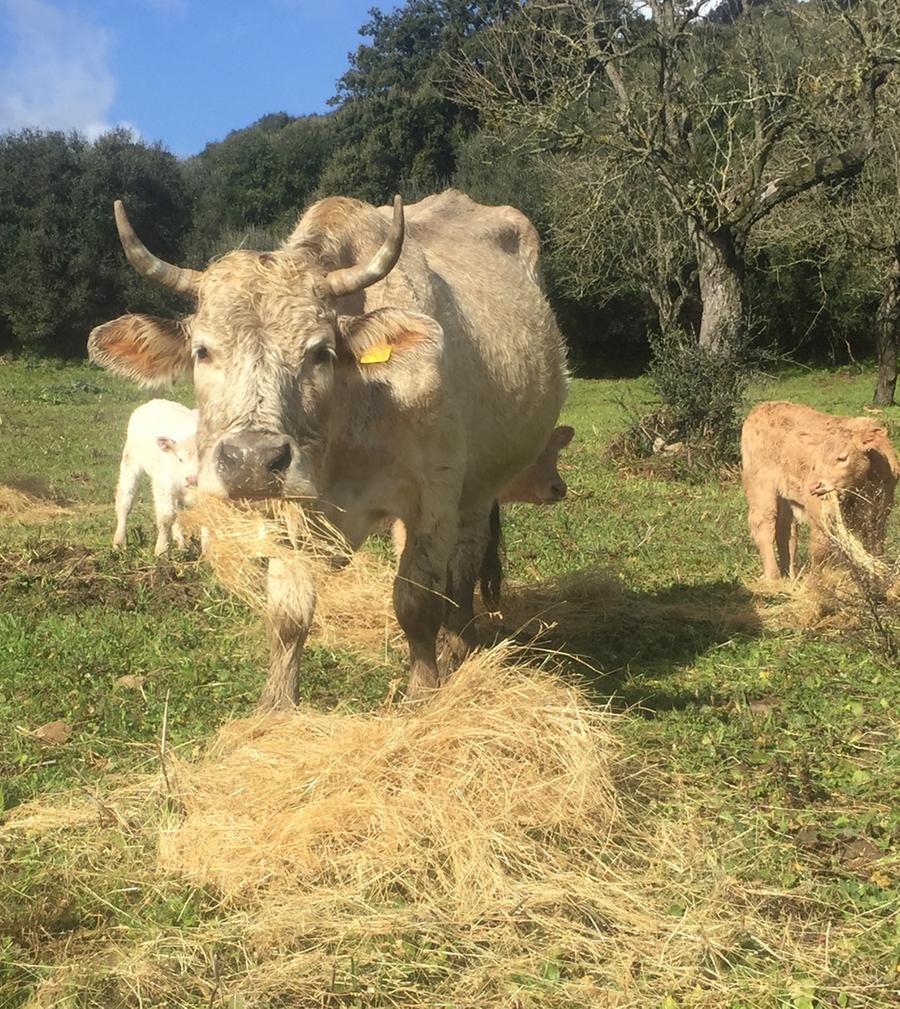 La dermatite bovina torna a far paura