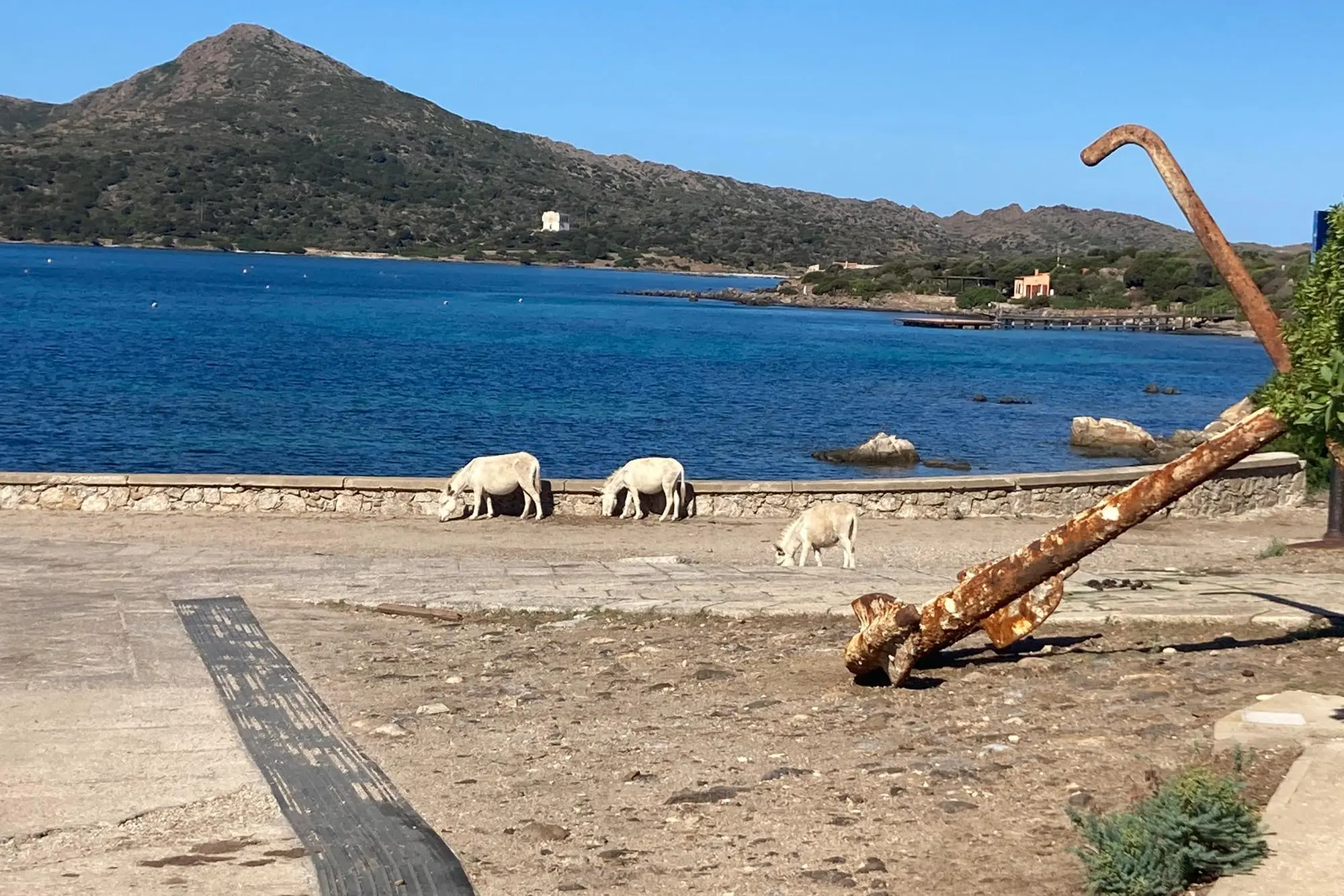 Asinelli bianchi sull'isola dell'Asinara (foto Pala)