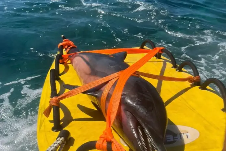 Il delfino recuperato a Castelsardo (foto concessa)