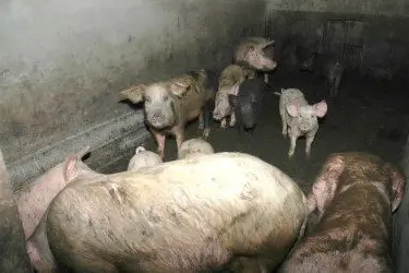 Maiali in un allevamento