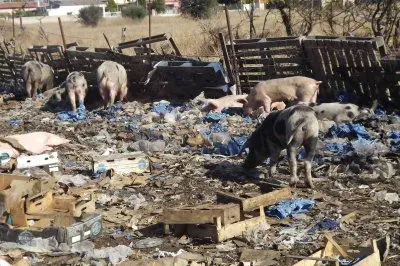 Le immagini della porcilaia sequestrata dai ranger