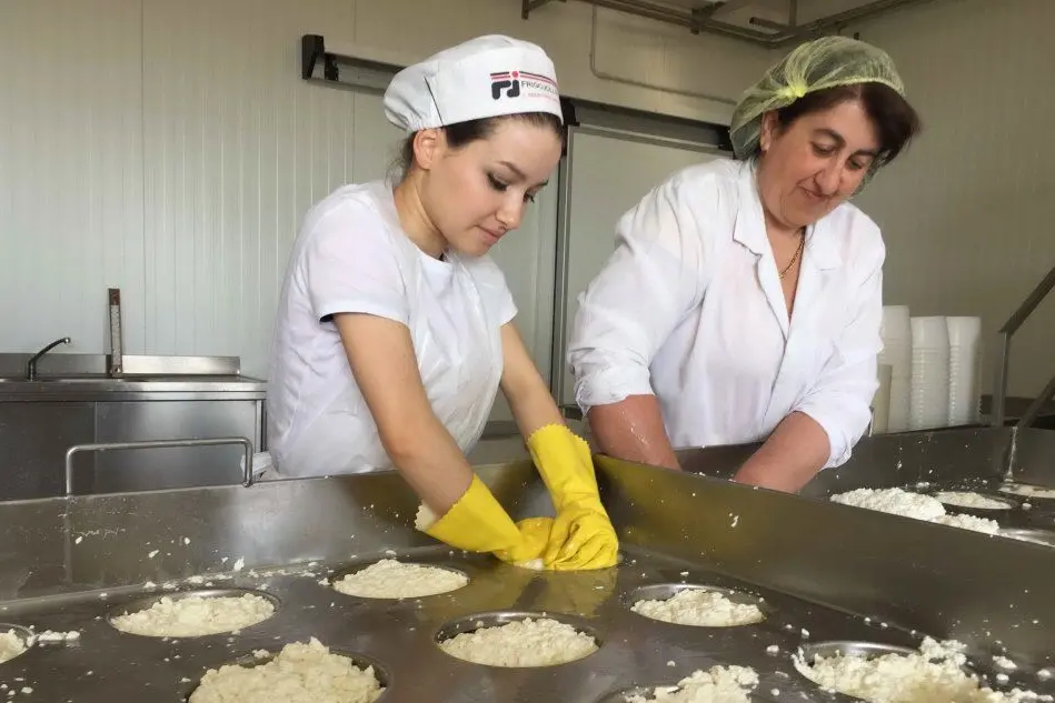 Produzione di pecorino in un caseificio di Borore