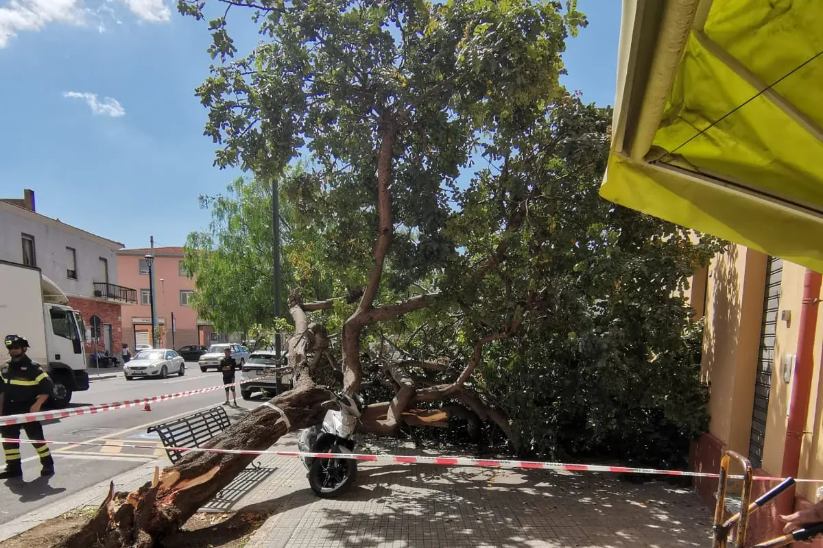 L'albero caduto a Selargius (foto Melis)
