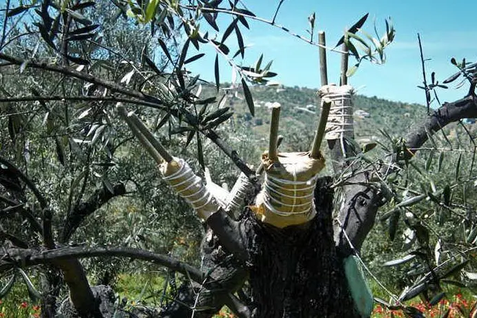Un innesto di ulivo su olivastro
