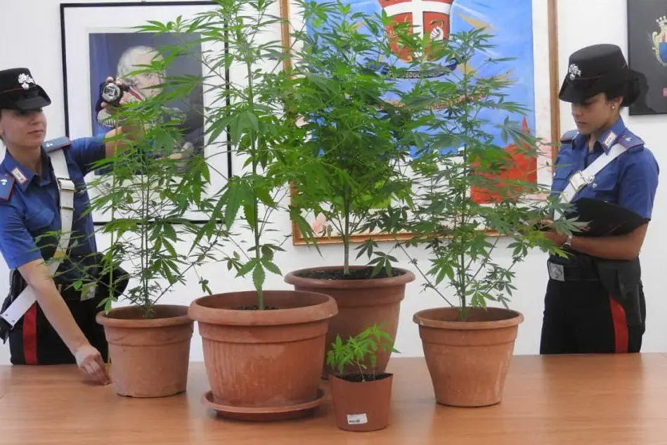 Le piante sequestrate