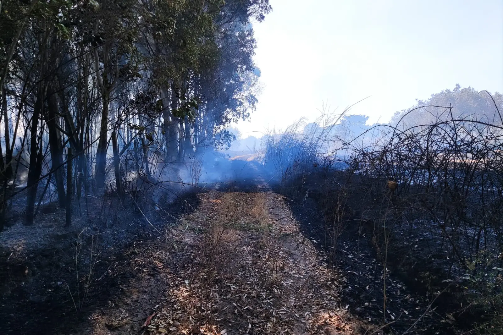 I terreni divorati dal fuoco (foto concessa)