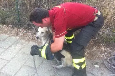 Il cagnetto salvato dai Vigili del fuoco