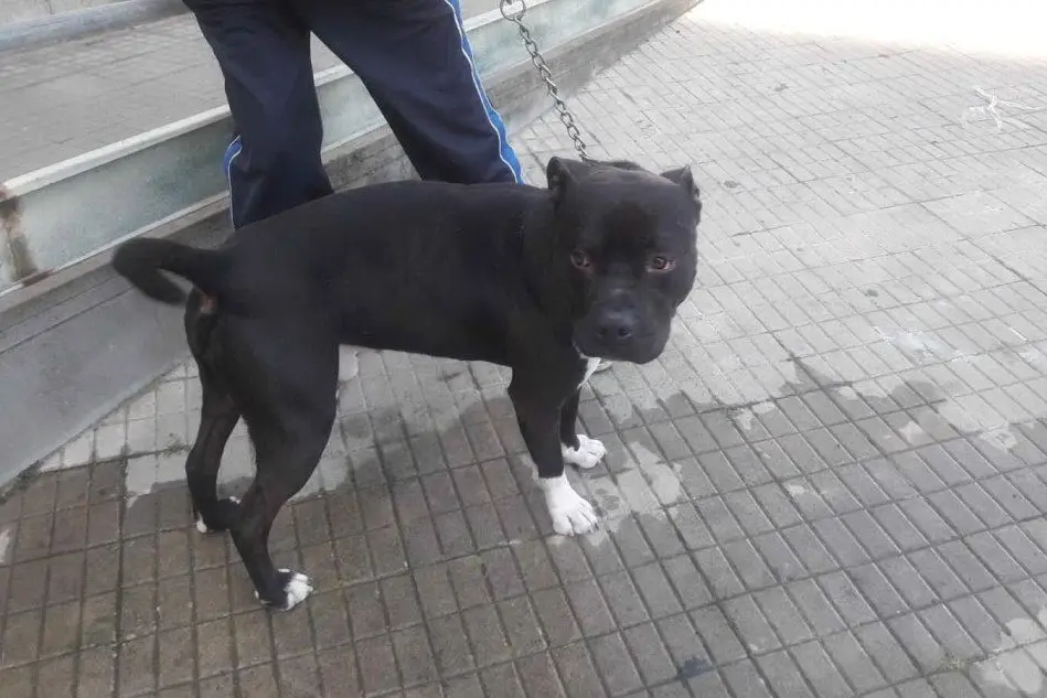 Il cane catturato dalla Polizia municipale