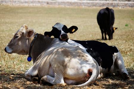Zootecnia, otto milioni di euro per il settore bovino da carne