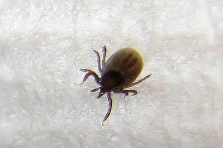 Zecca (foto da flickr.com)