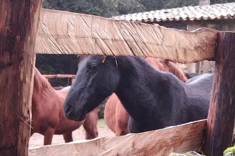 I cavalli del Sarcidano (Foto concessa)