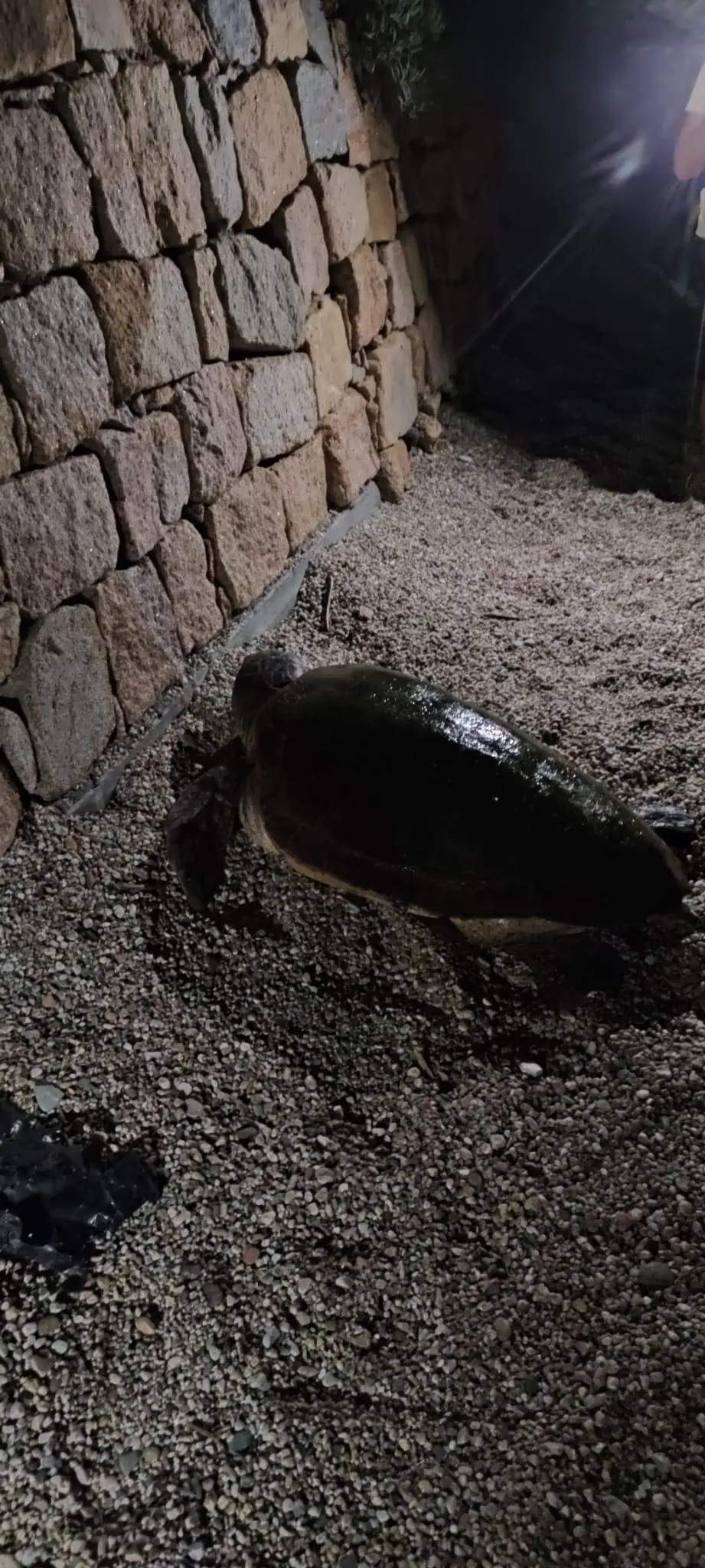 La tartaruga avvistata nella spiaggia di Santa Maria Navarrese, trovando il muro ritorna verso il mare