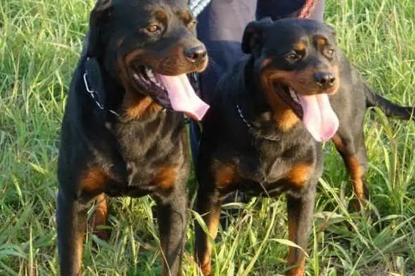 Rottweiler