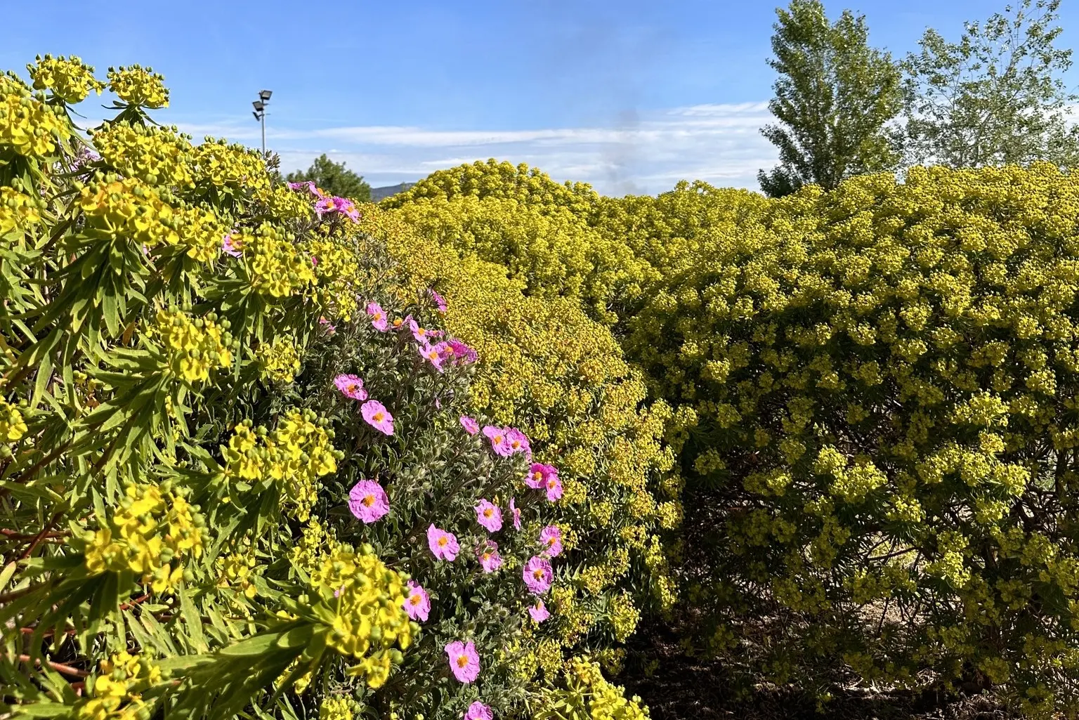 Uno scorcio del Giardino Botanico del Monte Arci (foto concessa)