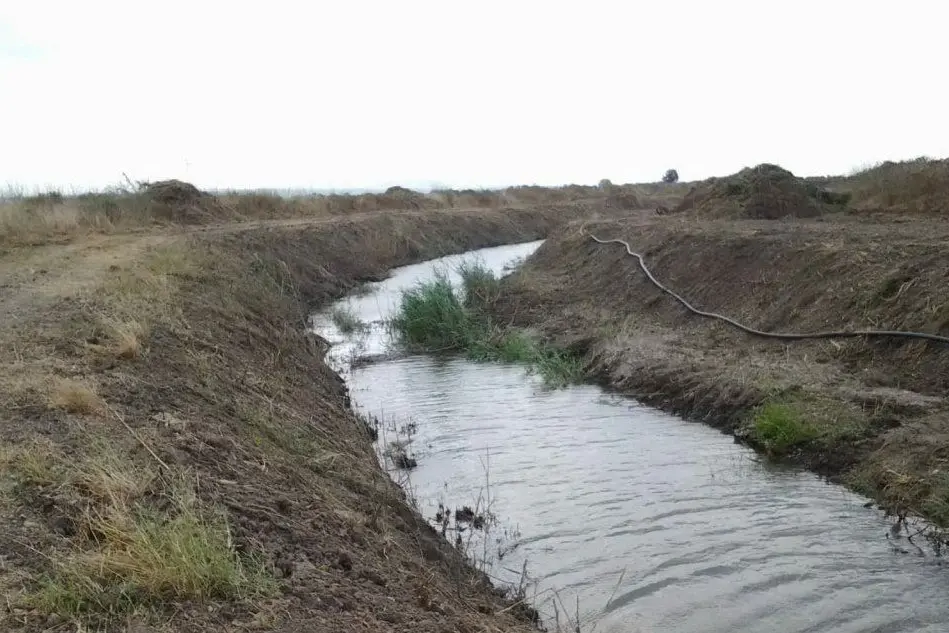 Un canale del Consorzio di bonifica nell'Oristanese (L'Unione Sarda - foto Sanna)