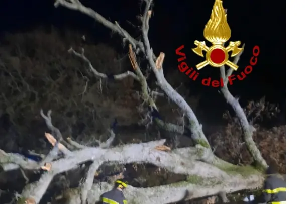 L'albero sulla provinciale 128-bis