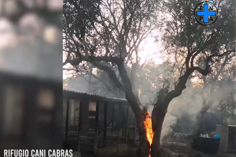 Il rifugio di Cabras in fiamme (Immagine Enpa)