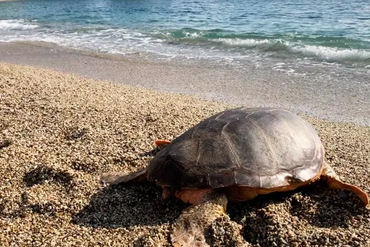 Una tartaruga Caretta caretta (archivio)
