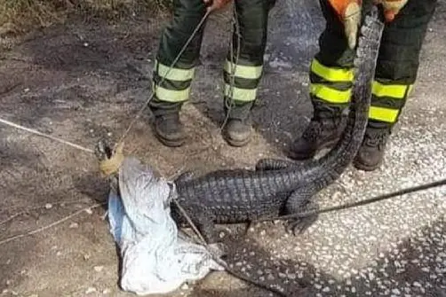 La cattura del coccodrillo a Cala Liberotto, Orosei (foto carabinieri)