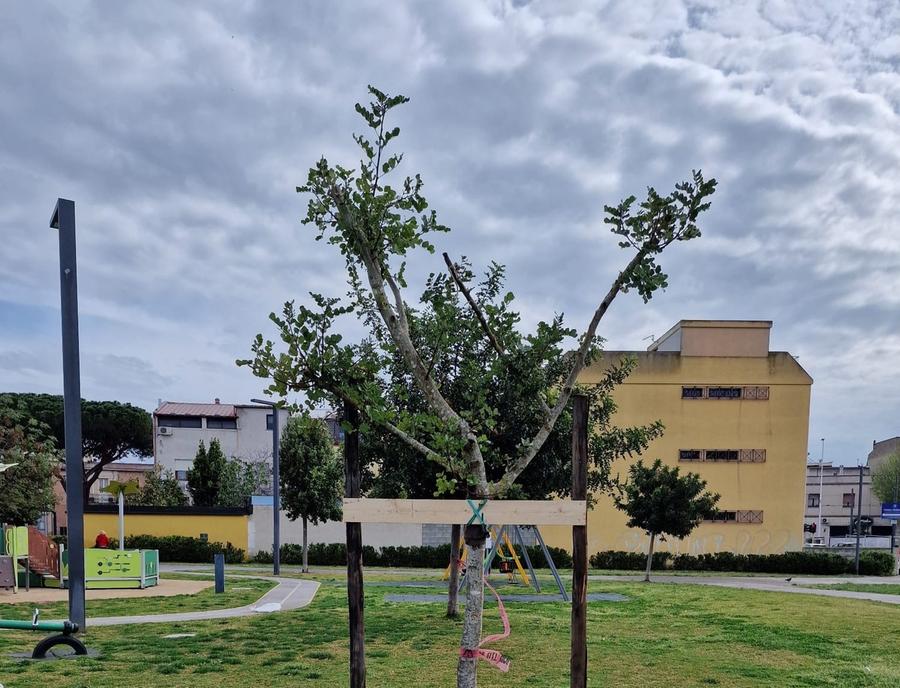 Piante, alberi e giostre nei parchi