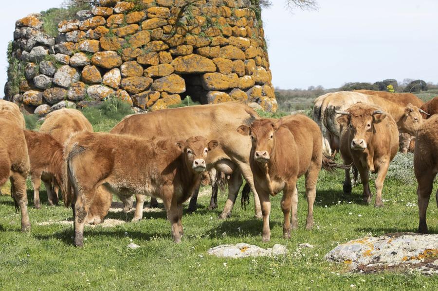 Dermatite nodulare al centro di un incontro a Macomer tra sindaci, Regione e associazioni di categoria