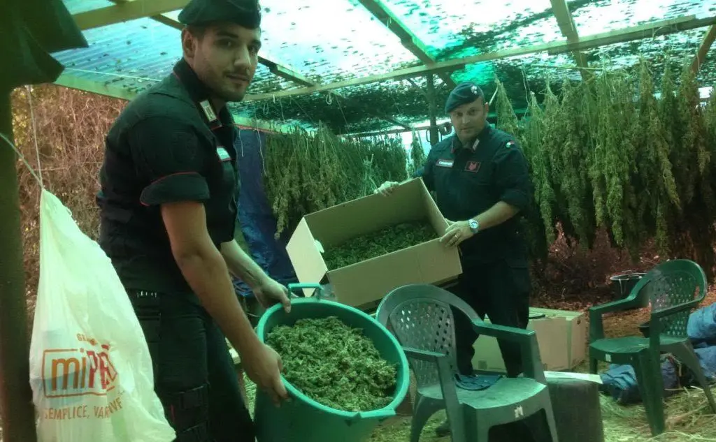 Carabinieri con la marijuana essiccata