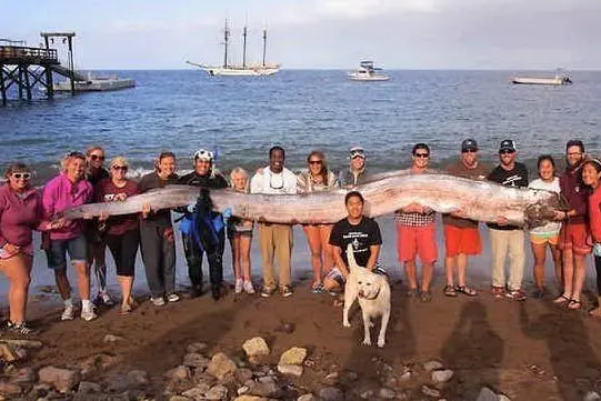 Il pesce remo trovato morto è lungo circa 6 metri