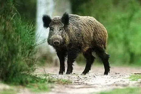 Un cinghiale (foto L'Unione Sarda)