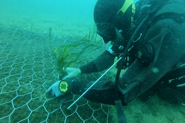 A Porto Torres il più grande trapianto di posidonia del Mediterraneo (foto @Adsp)